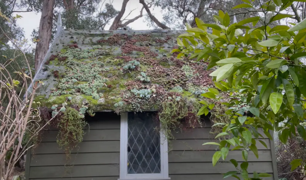 Succulent Green Roof Garden Room